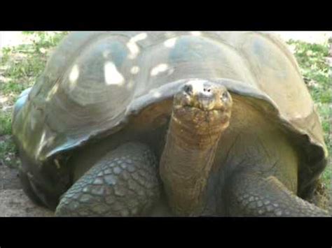  「The Talking Tortoise」:  A 4th Century Folk Tale Exploring Wisdom and Deception from Ancient Pakistan